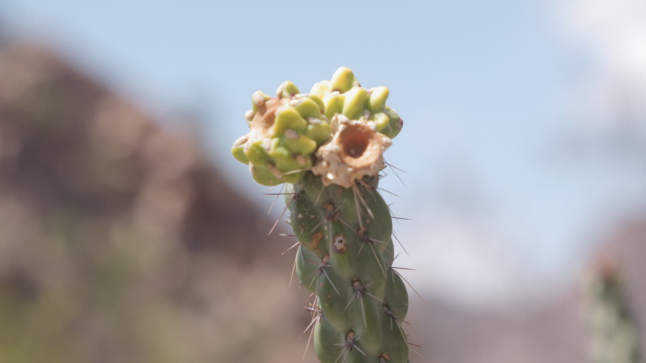 Closeup of Graham's Pricklypear Cactus in Big Bend National Park - Grusonia grahamii