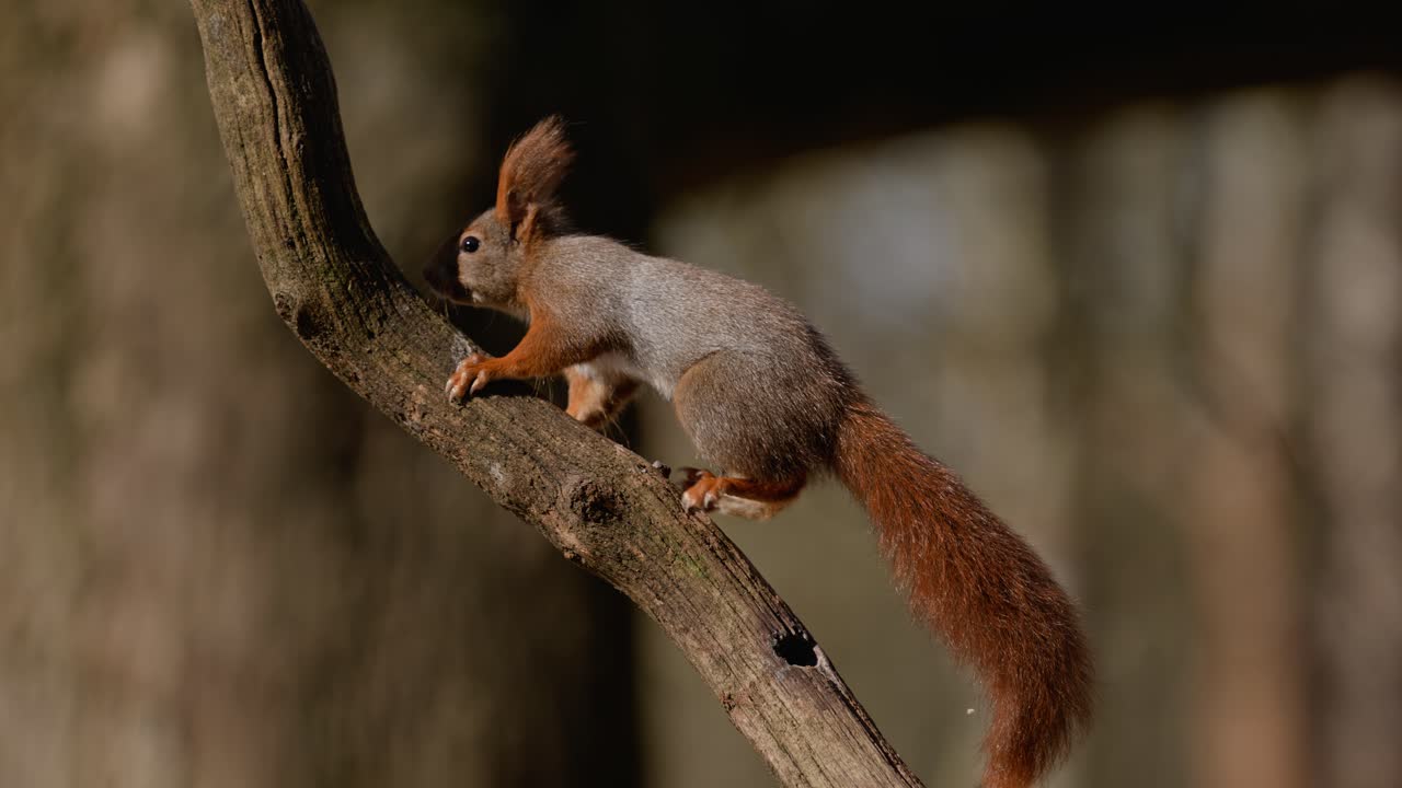 Squirrel climbing tree branch in slow motion, forest in Clinge, Zeeland, Netherlands