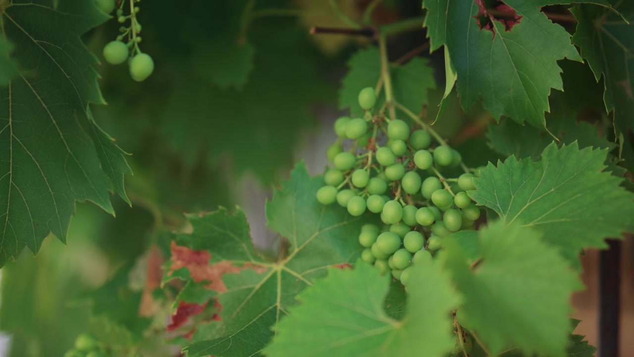 Primo piano di uva verde acerba che cresce su una vite, circondata da foglie lussureggianti e un morbido bokeh naturale in un tranquillo ambiente di vigneto.