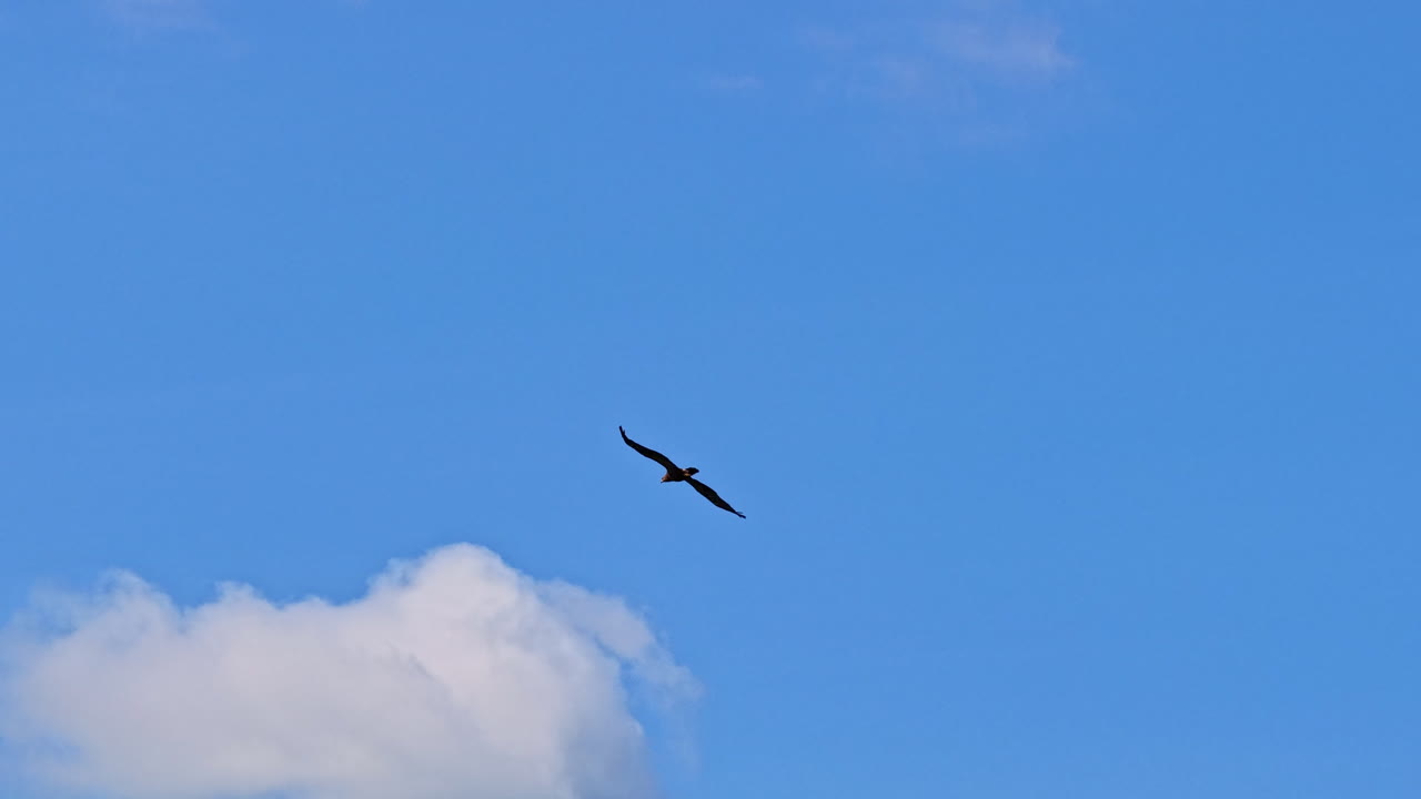 Greater spotted eagle glides across clear blue sky in distant view