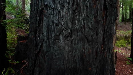 giant redwood tree scorched and burned by fire - slow isolated push in close up of the bark texture