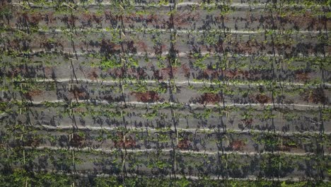 geometric vineyard rows cast striking shadows on dry soil, blending earthy tones with vibrant green. ideal for wine marketing, agriculture, and nature-inspired designs.