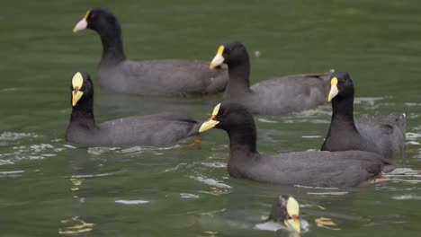 Cerca-De-Un-Grupo-De-Fochas-De-Alas-Blancas-Y-Ligas-Rojas-Nadando-Y-Buscando-Comida-En-Un-Estanque