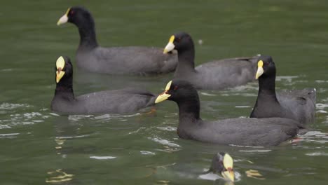 close up of a group of white-winged and red-gartered coots swimming and searching for food on a pond