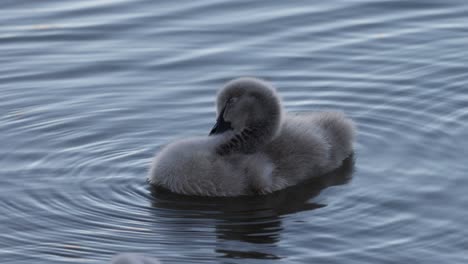 cygnet gliding gently across calm waters