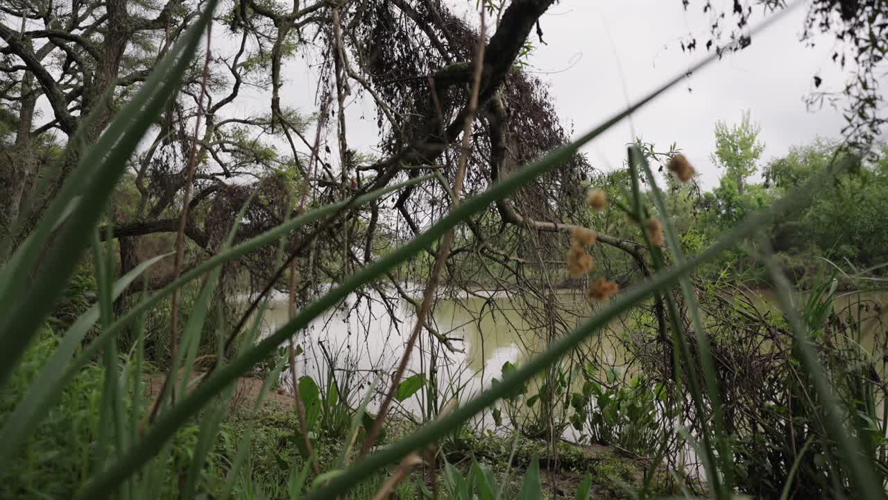 Quiet river surrounded by lush vegetation between branches and reeds in the Paraná Delta, Argentina