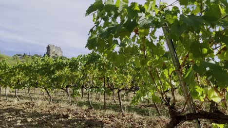 wine plant in france in provence with several vines in the background and a stone rock in between in the sun