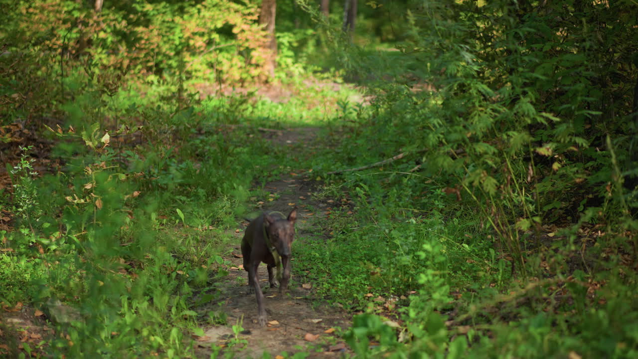 Curious Dog Roams Leafy Trail, Lone Dog Sniffs Through Lush Greenery Beneath Dappled Sunlight, Solitary Hairless Dog Carefully Examines Vibrant Ferns And Foliage On Peaceful Forest Journey