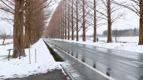 freshly fallen snow on metasequoia road shiga, japan