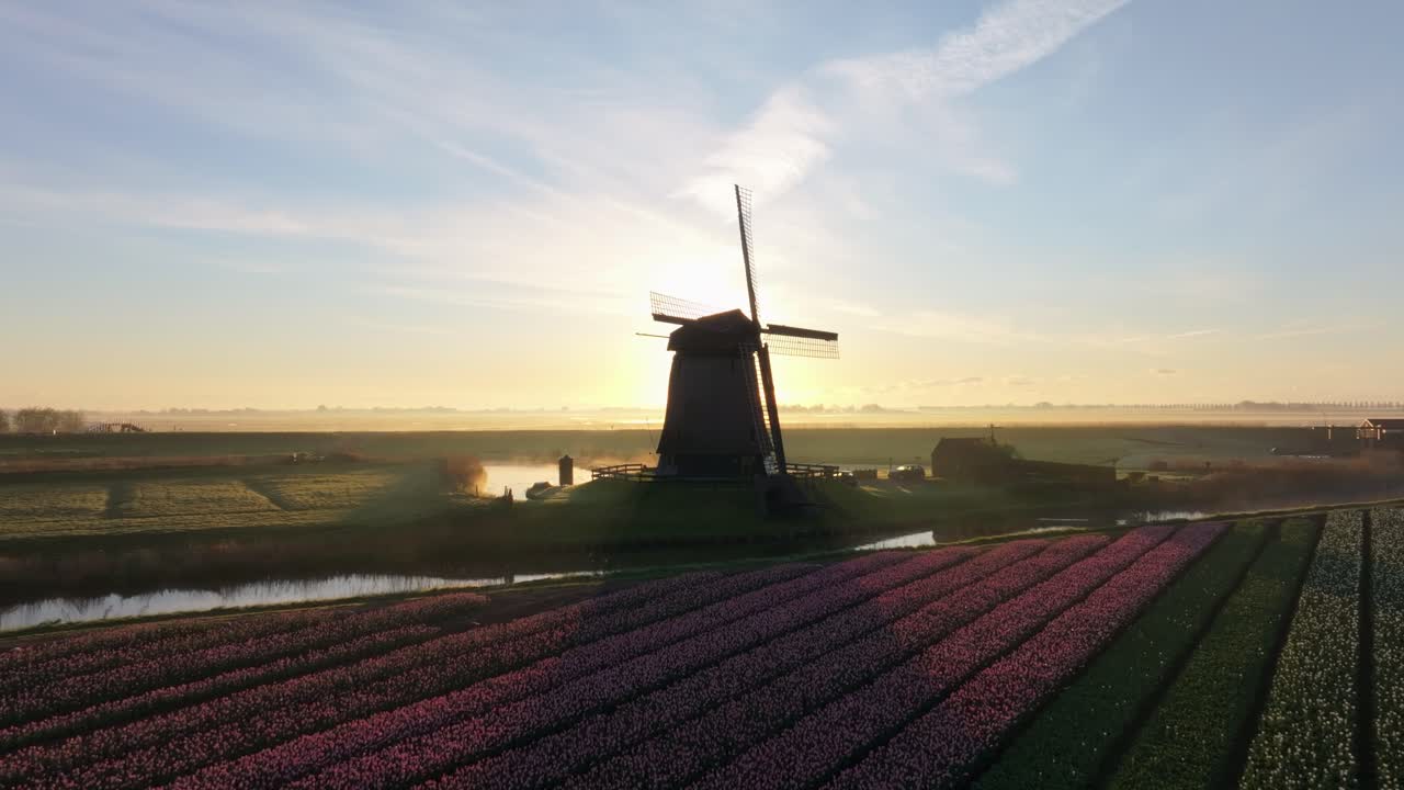 Vista aerea della nebbia che si dirada su tulipani in fiore e un vecchio mulino all'alba in Olanda