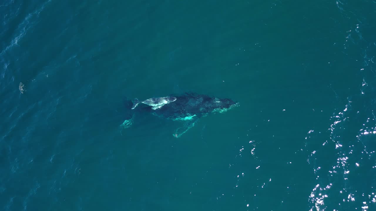 새로 태어난 새끼 고래는 바다를 여행하는 동안 어머니와 가까이 있습니다.