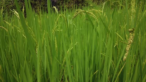 close up shot of rice paddies in tegalalang rice fields in ubud, bali, indonesia