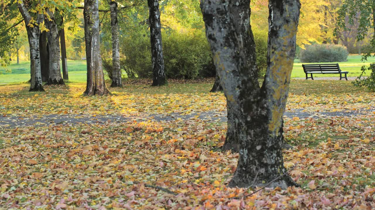 Parco autunnale con luce dorata su alberi e foglie, un luogo sereno per riflettere - 4K