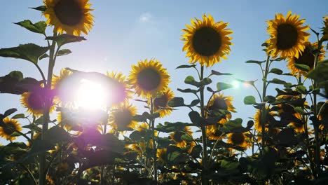 walking thru a sunflower field on a sunset