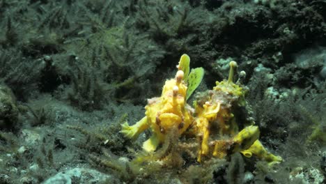 par de apareamiento de pez sapo amarillo descansan en el fondo del océano
