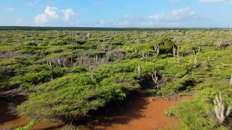 Drone-Sobrevuelo-De-Cactus-De-Matorrales-En-Un-Desierto-Tropical-Seco-En-El-Lado-Norte-De-Curazao