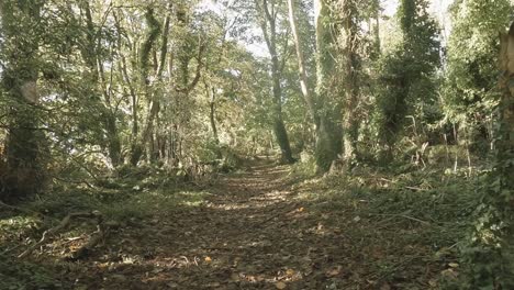 pov walking on forest trail in autumn, fallen leaves on the ground