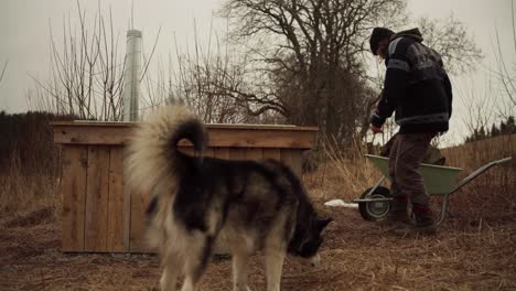 a man accompanied by his dog positions a round wooden log as a makeshift step ladder for the diy hot tub - static shot