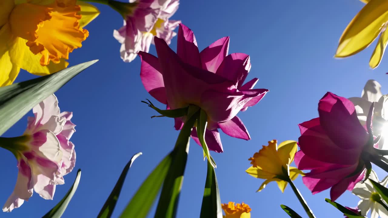 Vy från låg vinkel av färgglada blommor mot en klarblå himmel, som fångar en livfull och upplyftande scen.
