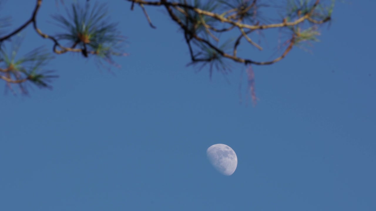 Uma lua gibosa crescente em uma tarde de céu azul claro emoldurada por uma palmeira