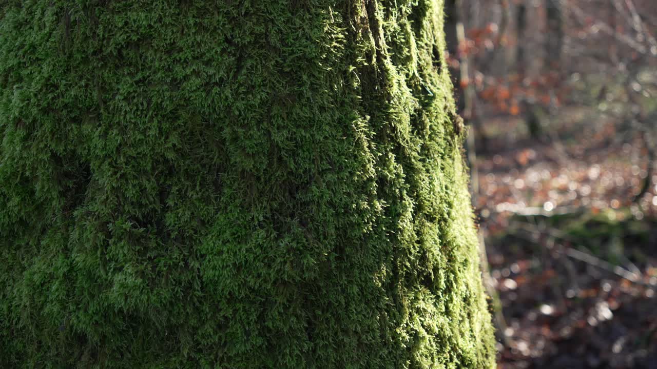 Tronco de árbol cubierto de musgo, naturaleza del bosque en primer plano