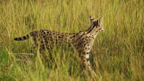 slow motion shot of close shot of serval cat hunting for food to feed, rare african wildlife in maasai mara national reserve, kenya, africa safari animals in masai mara north conservancy