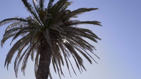 Sun rays shine through fronds of palm tree
