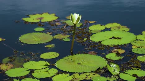 royal victory with a white flower in a calm lake in bauru botanical garden