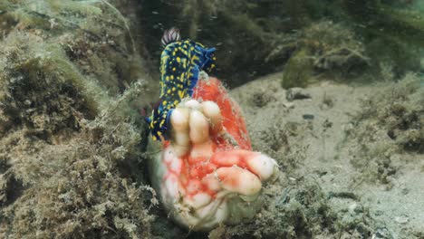 Marine-Nudibranch-Hypseldoris-species-moving-over-a-vibrant-coloured-soft-ocean-sponge