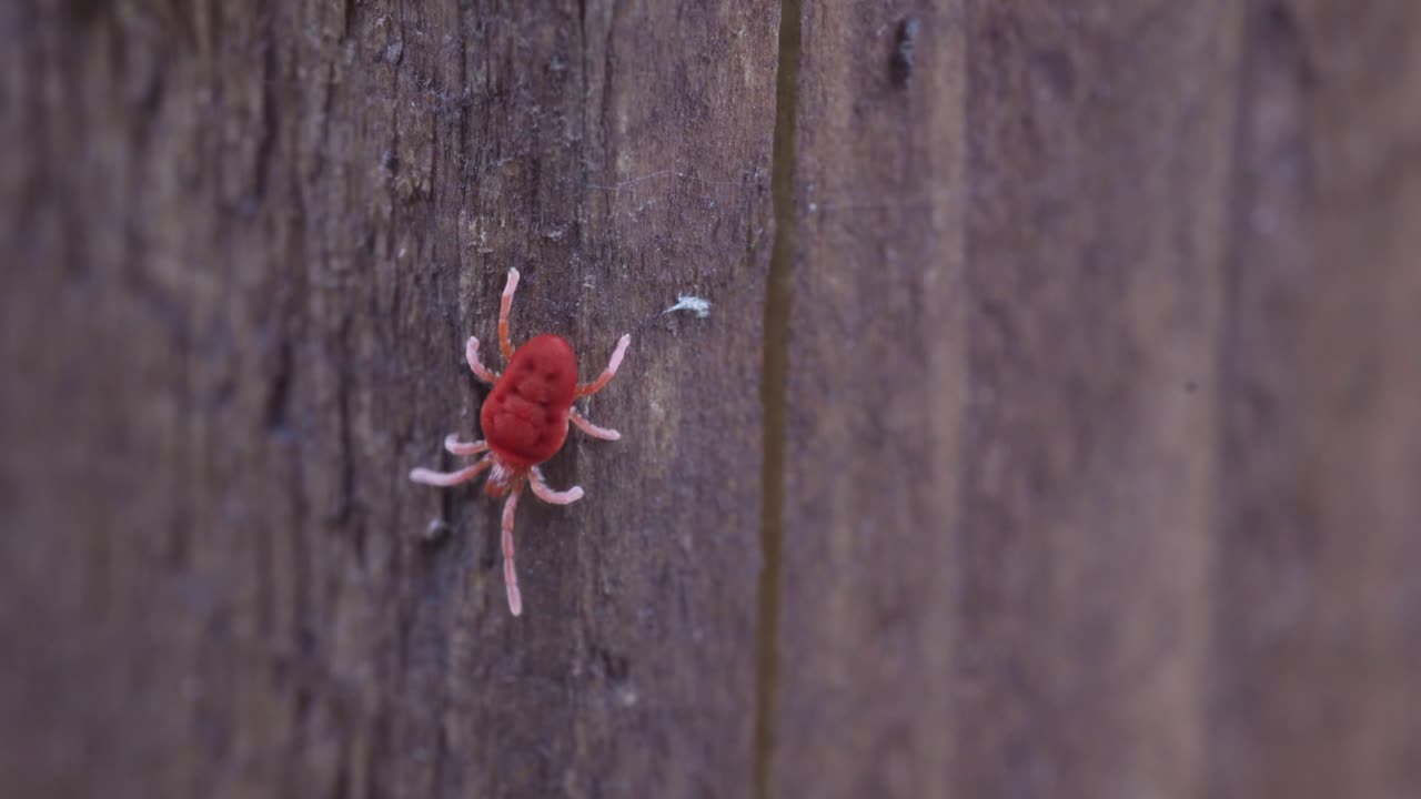 Red Velvet Mite Trombidiidae Crawling On Wood - Close Up