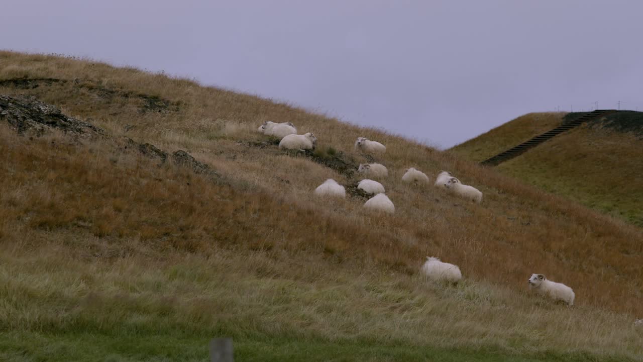 Sheep graze on rolling hills covered in golden grass under a cloudy sky in Iceland