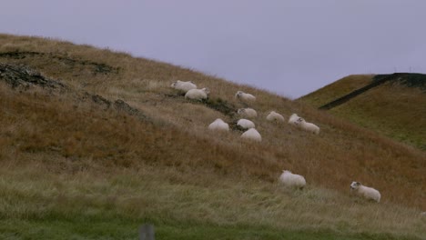 sheep graze on rolling hills covered in golden grass under a cloudy sky in iceland