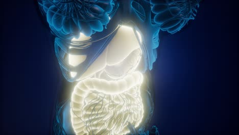 human body with visible digestive system