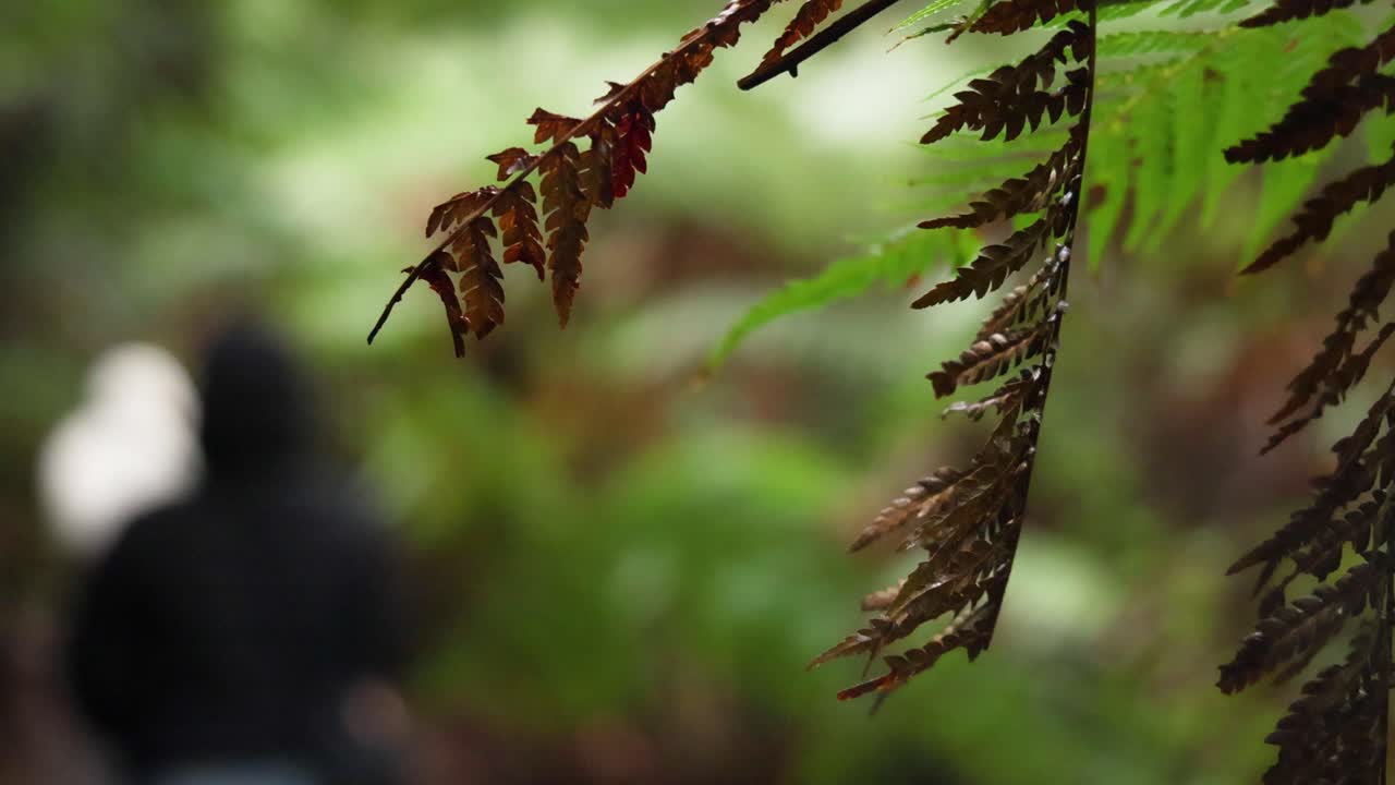 persona caminando por un sendero exuberante de la selva tropical