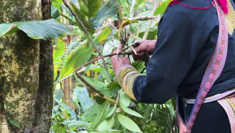 close-up on hands harvesting medicinal herbs by a black dao woman in traditional costume in sa pa’s lush vegetation.