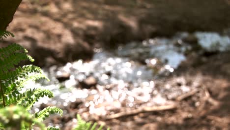 Pan-and-focus-rack-from-Fern-in-foreground-to-river-in-background-on-Sunny-Day-in-Forest-Ffawr,-South-Wales,-UK