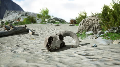 ram skull in a desert landscape