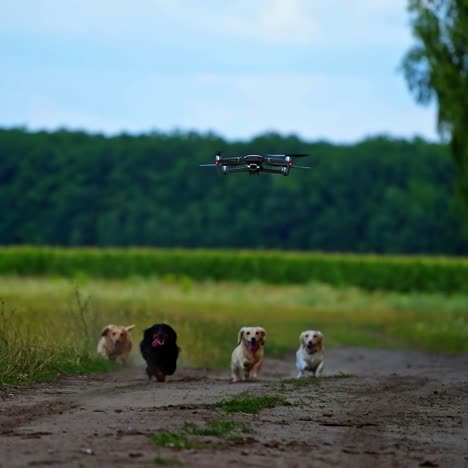 four dogs running outdoor trying to jump and catch dron. video of funny dogs playing process.