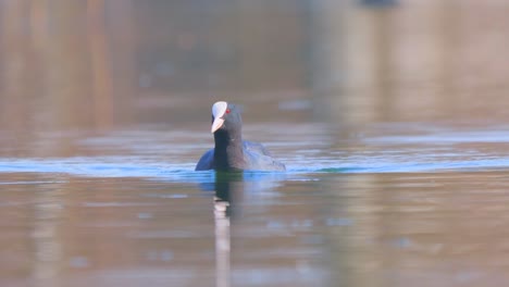 Focha-Está-Nadando-En-Un-Lago-O-Estanque