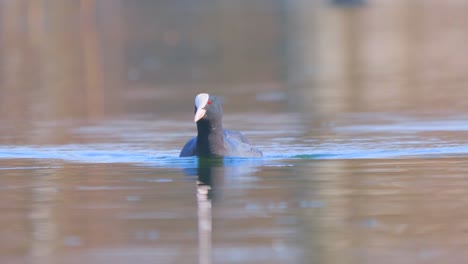 coot is swimming on a lake or pond