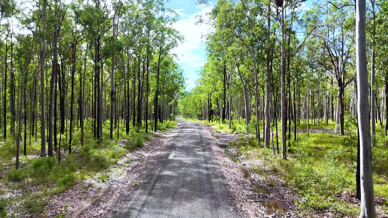 A camera travels down a sunlit dirt path through a lush eucalyptus forest, capturing vibrant greenery and dappled daylight in a steady forward motion