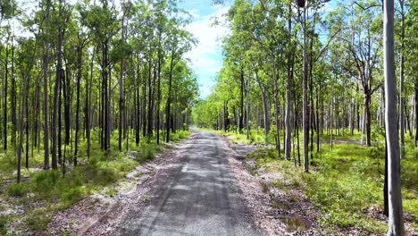 a camera travels down a sunlit dirt path through a lush eucalyptus forest, capturing vibrant greenery and dappled daylight in a steady forward motion