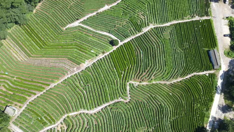 4k tea fields near hangzhou, china