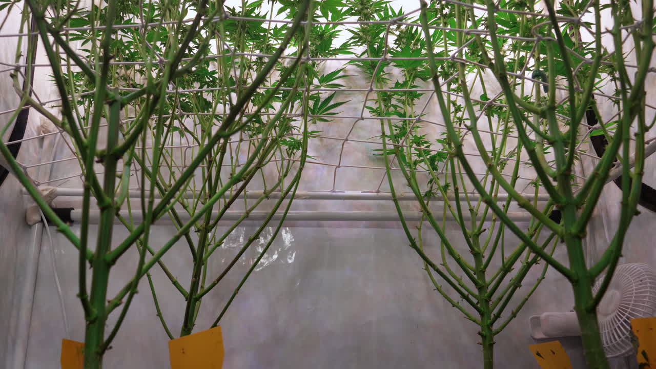 개화 단계에서 성장 텐트에서 자라는 대마초 식물의 샷