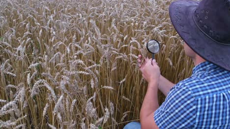an american farmer examines ears of wheat through a magnifying glass. an american farmer examines ears of wheat through a magnifying glass. research on wheat. harvest time
