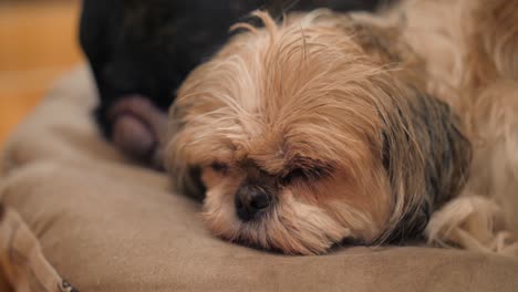 Shih-Tzu-Hund-Schläft-Auf-Weichem-Bett