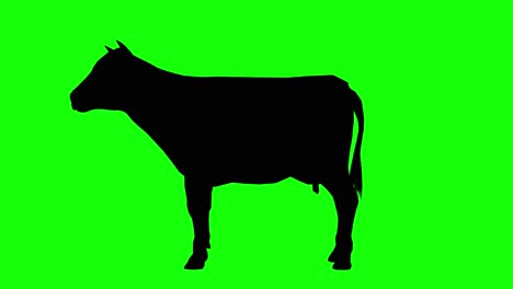 silhouette of a cow idle, on green screen, side view