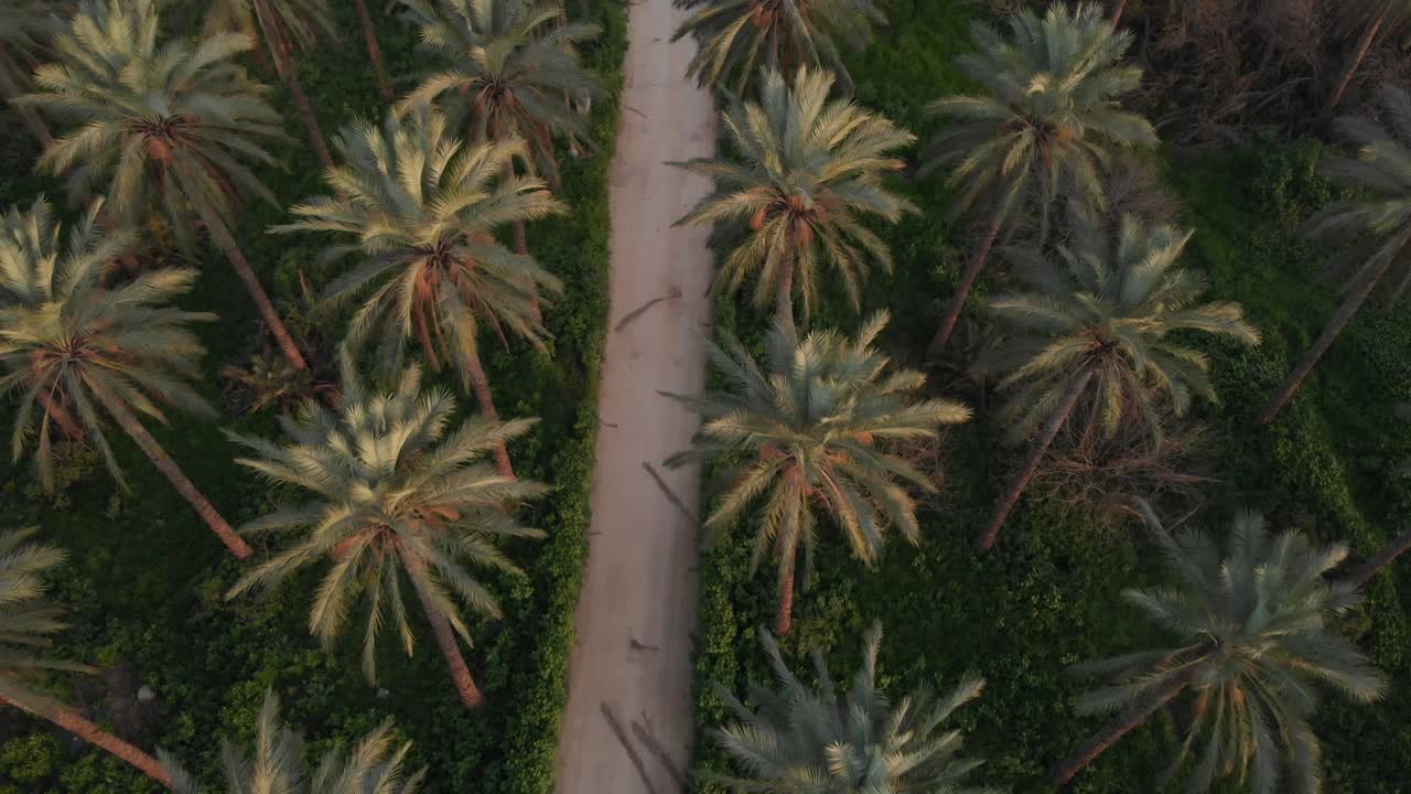 Aerial Top down tilt up view Palm tree waving in the wind on Palms plantation park