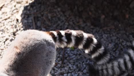 lemur sits, then moves on gravel ground