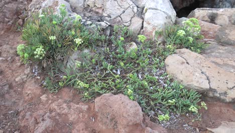 zapato de un turista caminando sobre un arbusto crithmum maritimum que crece junto al mar en un suelo rocoso